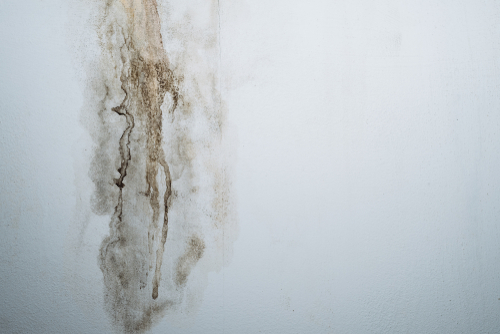 Health Dangers Of Having Mold Growth in Home